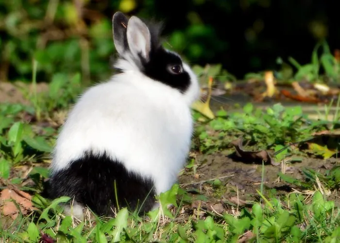 컨트리하우스 Il Bucchio Country *